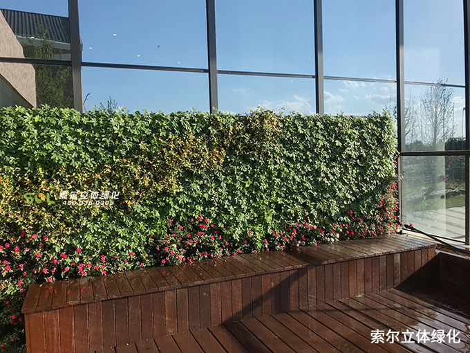 06浙江杭州余杭區(qū)中泰街道人大附中5012植物墻項(xiàng)目 (1).jpg