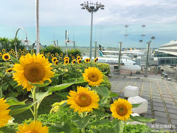 30新加坡樟宜機(jī)場(chǎng)屋頂花園向日葵花園 (4).jpg